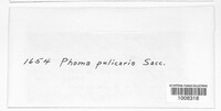 Phoma pulicaris image